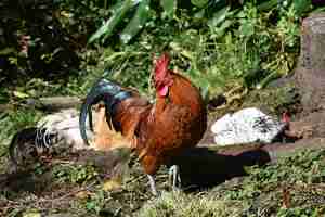 Foto gratuita polli che nidificano sotto l'occhio vigile di un gallo