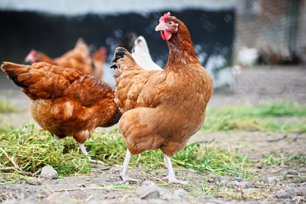 Цыплята на традиционной птицеферме свободного выгула Premium Фотографии
