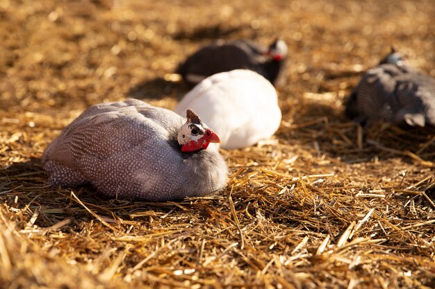 화창한 날 농장에서 건초 위에 앉아 있는 닭들