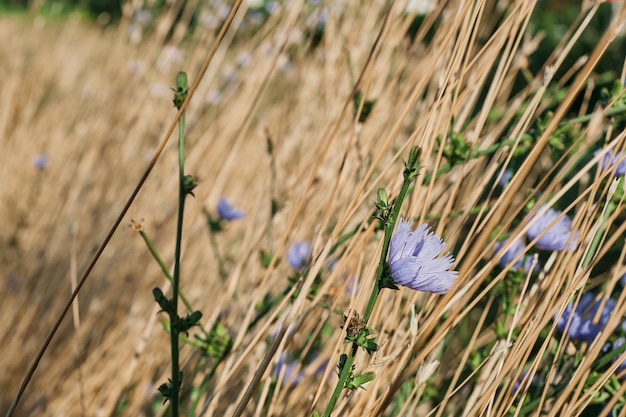 Chicory flowers among dry grass idea for a background about drought and ecology problems