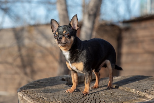 チワワの黒 茶色 白 可愛い子犬 ミニ品種チワワスムースショートヘア プレミアム写真