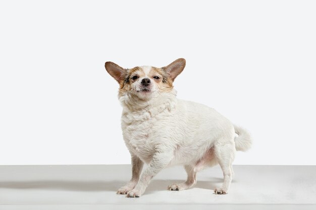 チワワのコンパニオンドッグがポーズをとっています。白いスタジオの背景に分離されたかわいい遊び心のあるクリーム色の茶色の犬やペットの演奏。動き、行動、動き、ペットの愛の概念。幸せ、喜び、おかしいように見えます。