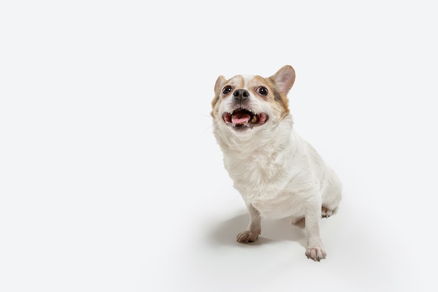 チワワのコンパニオンドッグがポーズをとっています。白いスタジオの背景に分離されたかわいい遊び心のあるクリーム色の茶色の犬やペットの演奏。動き、行動、動き、ペットの愛の概念。幸せ、喜び、おかしいように見えます。