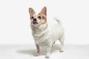 Free photo chihuahua companion dog is posing. cute playful creme brown doggy or pet playing isolated on white studio background. concept of motion, action, movement, pets love. looks happy, delighted, funny.