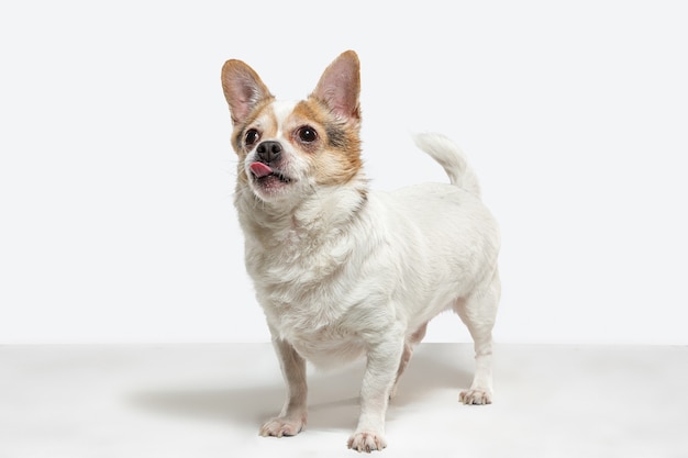 Chihuahua companion dog is posing. Cute playful creme brown doggy or pet playing isolated on white studio background. Concept of motion, action, movement, pets love. Looks happy, delighted, funny.