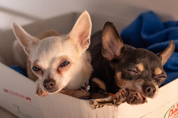 Chihuahua dogs into a cardboard box