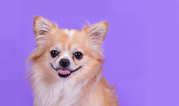 Chihuahua sitting and looking camera