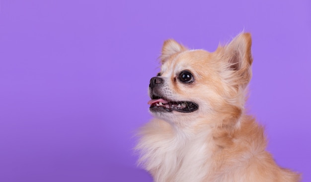 Chihuahua sitting and looking up