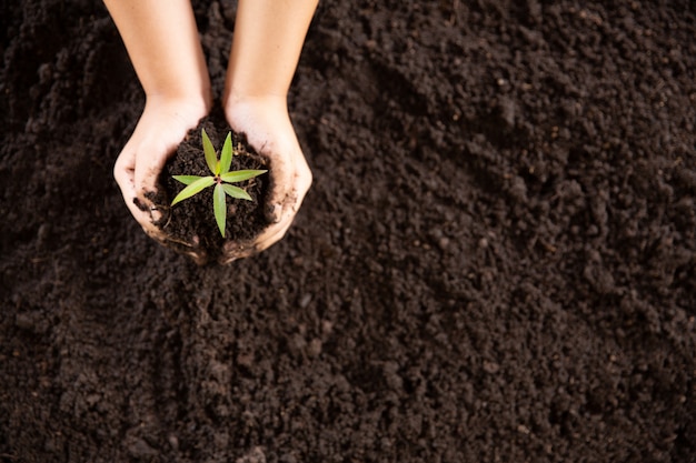 Child hands holding and caring a young green plant