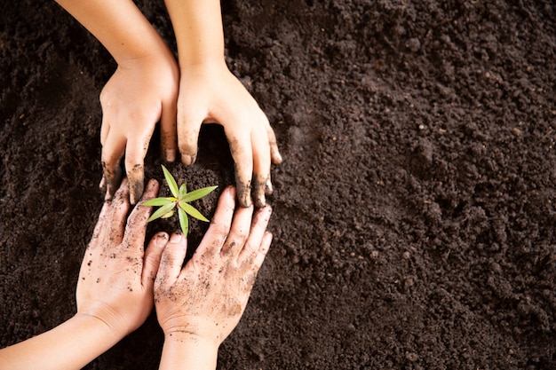 Free photo child hands holding and caring a young green plant