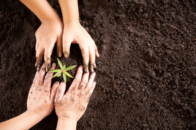 Child hands holding and caring a young green plant