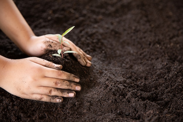 Child hands holding and caring a young green plant