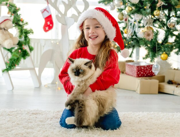 Premium Photo | Ragdoll cat breed on a christmas background