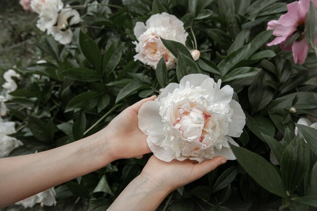 Children's hands are holding a peony flower growing on a bush