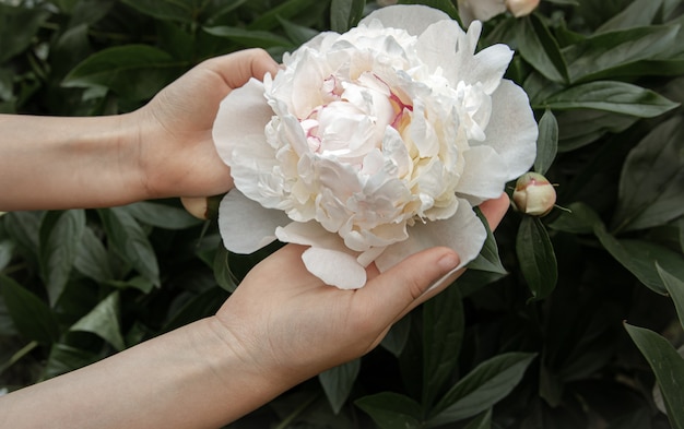 Children's hands are holding a peony flower growing on a bush.