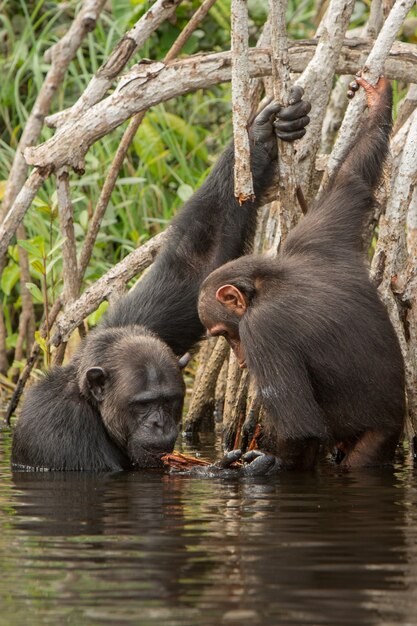 chimpanzee in the nature habitat chimp in congo
