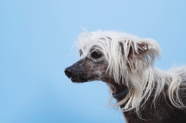 Chinese crested with white long hair looking away