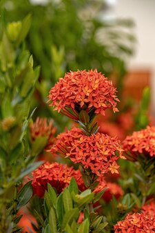 Chinese ixora plant flower of the species ixora chinensis