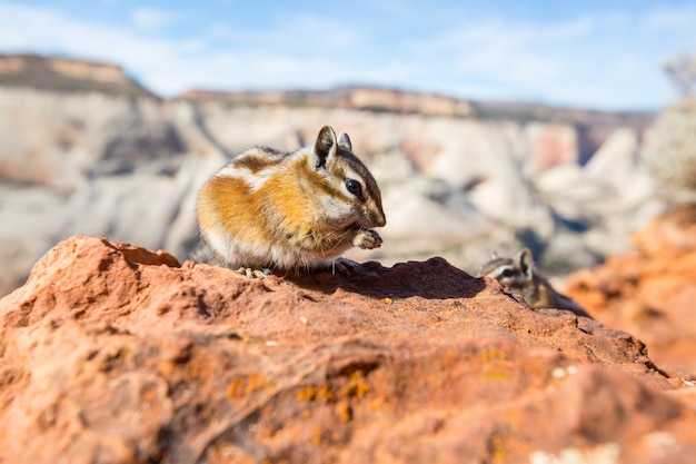 Chipmunk