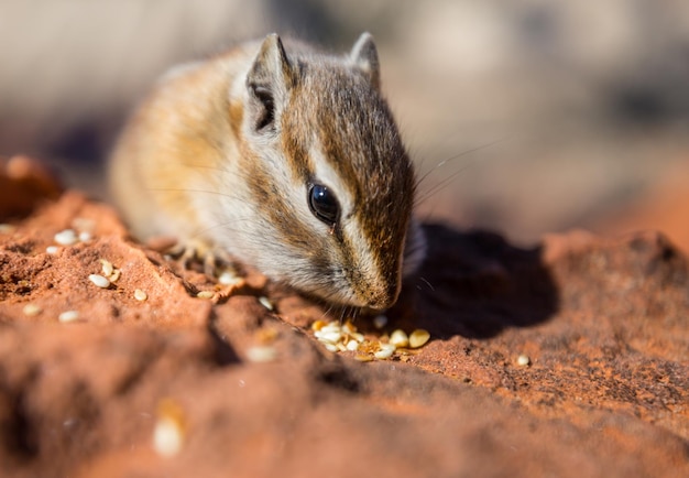 Foto gratuita chipmunk