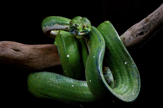 黒い背景とコンドロパイソンviridisヘビのクローズアップモレリアviridisヘビ