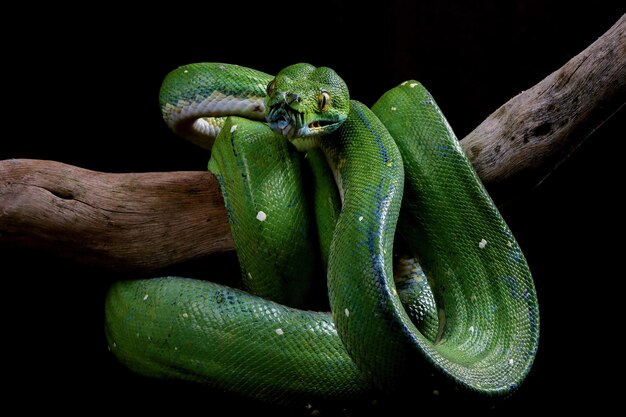 Chondropython viridis snake closeup with black background Morelia viridis snake