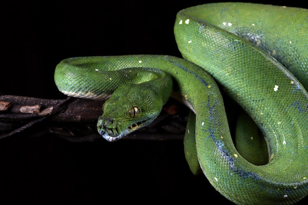 Chondropython viridis snake closeup with black background Morelia viridis snake