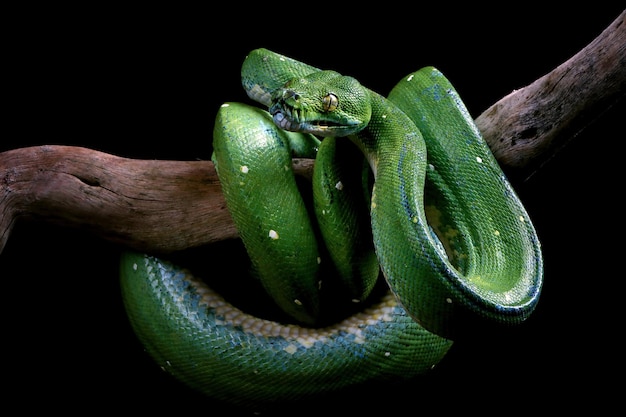 검정색 배경 모렐리아 비리디스 뱀이 있는 콘드로파이톤 비리디스 뱀 근접 촬영