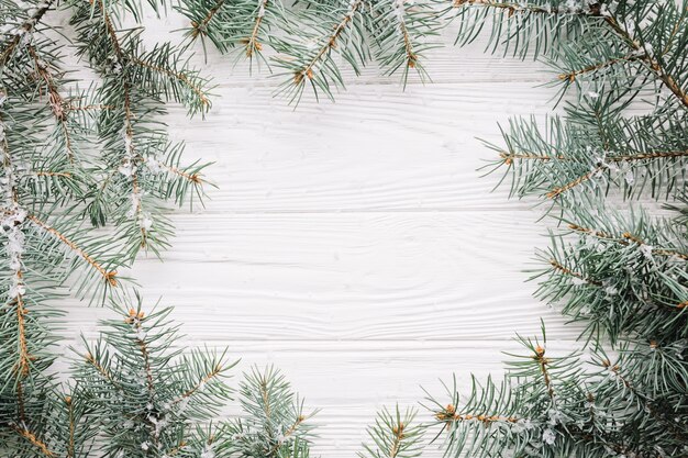 Christmas background of fir branches
