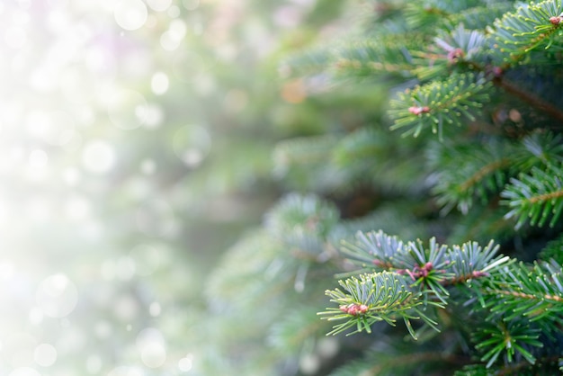 Free photo christmas background with snowy branches