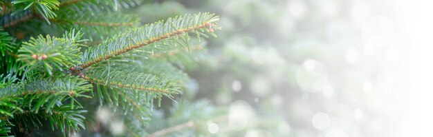 雪の枝とクリスマスの背景