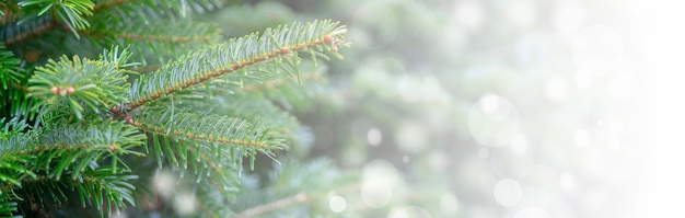 눈 덮인 나뭇 가지와 크리스마스 배경