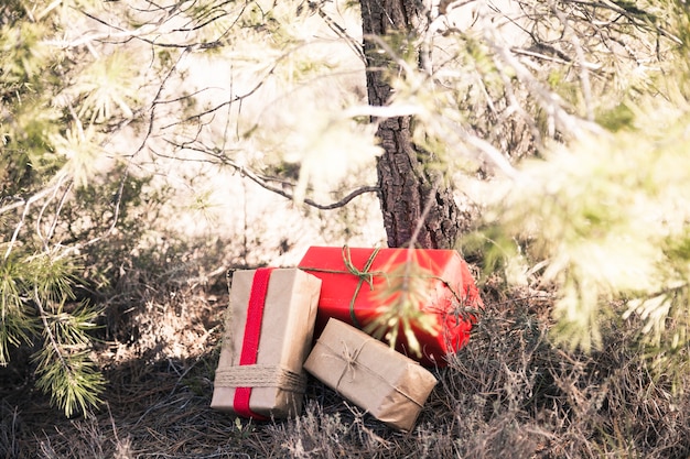 무료 사진 나무 아래 크리스마스 상자