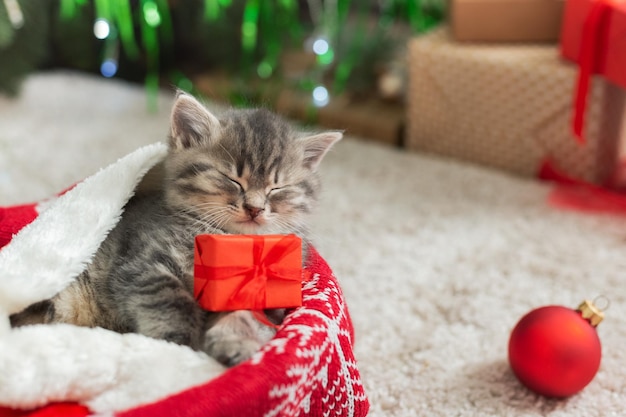 Christmas cat holding gift box sleeping on plaid under christmas tree. adorable little tabby kitten, kitty, cat. cozy christmas holiday home. animal, pet, cat. close up, copy space. christmas gifts.