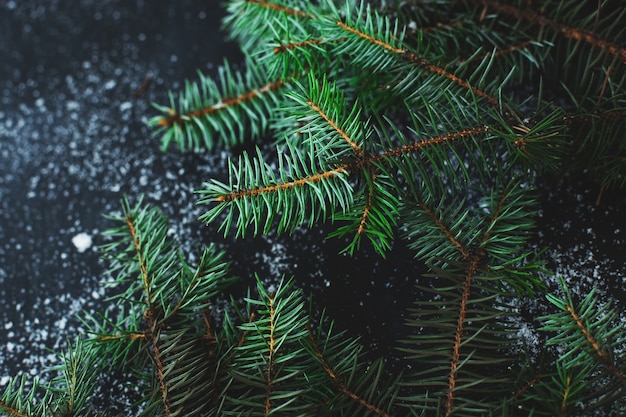 Christmas fir on the dark surface with snow