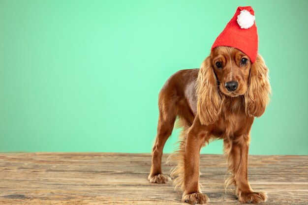 Christmas gift. English cocker spaniel young dog is posing