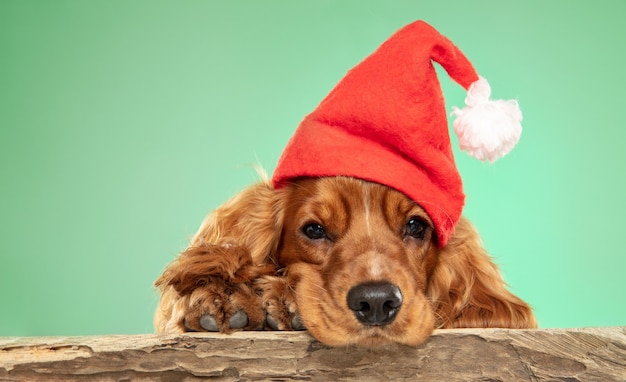 クリスマスプレゼント。イングリッシュコッカースパニエルの若い犬がポーズをとっています。