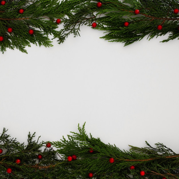 Рождественская сосна листья на белом фоне с копией пространства