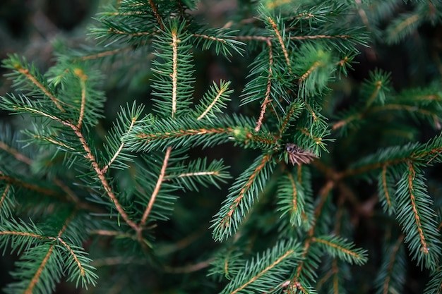 Christmas tree branches in the forest closeup natural background