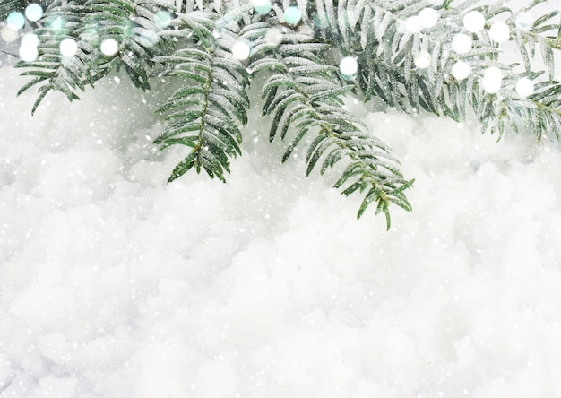 Christmas tree branches nestled in snow