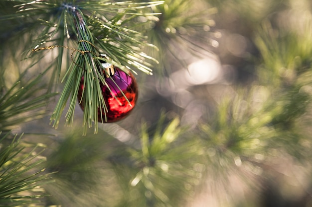 Foto gratuita albero di natale in natura con palla di natale