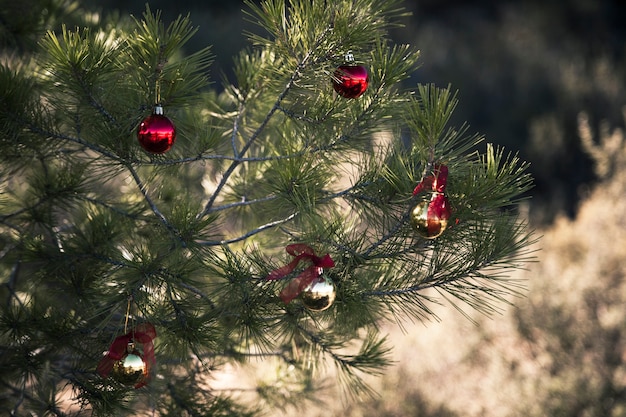 Christmas tree in nature