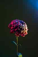 Foto gratuita fiore di crisantemo su sfondo nero