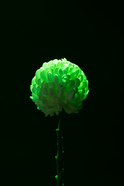 Chrysanthemum flower against black background