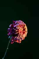 Free photo chrysanthemum flower against black background