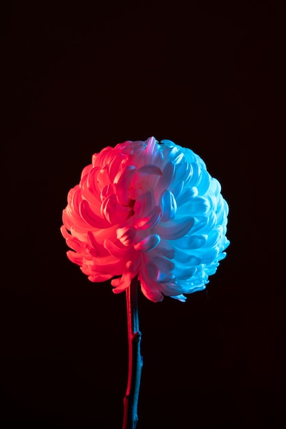 Chrysanthemum flower against black background