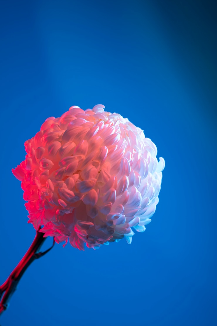 Free Photo chrysanthemum flower against blue background