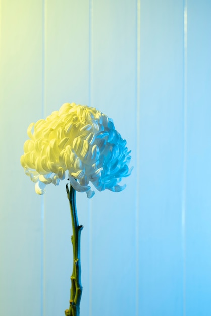 Free photo chrysanthemum flower against blue background