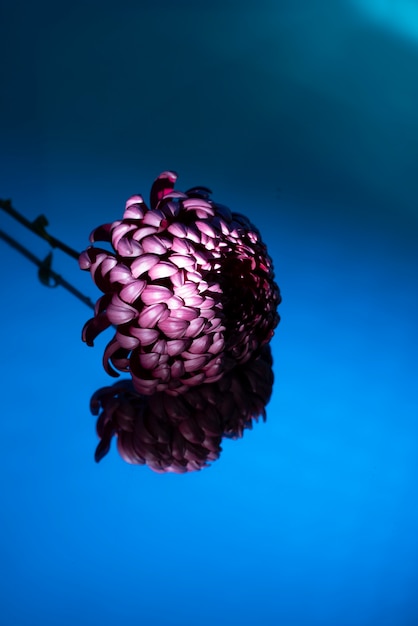 Chrysanthemum flower against gradient background