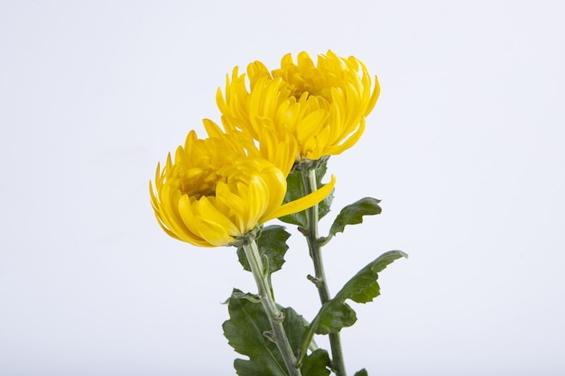 Chrysanthemum flowers isolated on a white wall